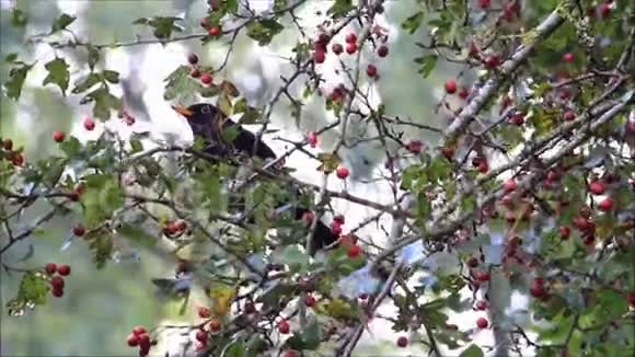 树上的黑鸟杜斯梅鲁拉冬天吃罗湾浆果视频的预览图