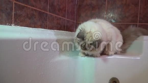 家庭西伯利亚猫饮水和探索涓涓细流的慢动作视频视频的预览图