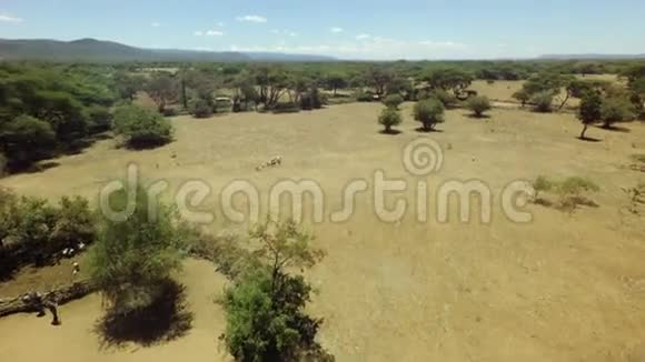 在炎热干燥和阳光明媚的一天非洲大草原上的山羊群视频的预览图