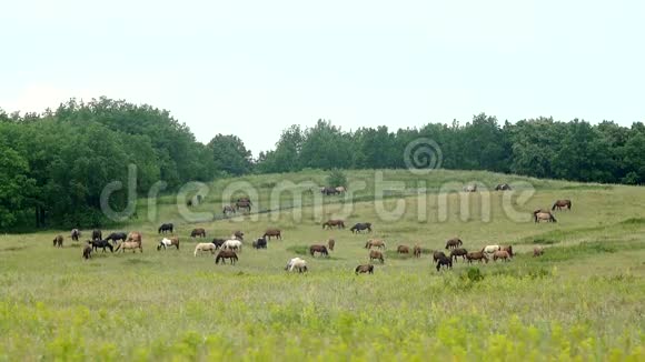 一群漂亮的马在草地上吃草视频的预览图