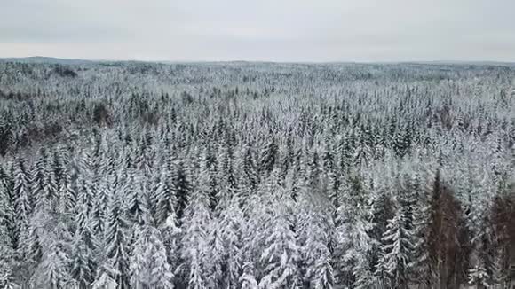 寒冷的冬天在大森林上空缓慢地飞行视频的预览图