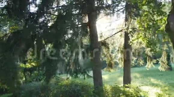 在一片茂密的落叶林中追踪射击阳光透过树闪闪发光阳光照耀的森林太阳光线视频的预览图