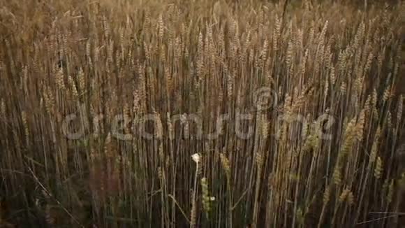 宽镜头相机滑过满是小麦的田野视频的预览图
