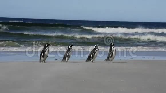 福克兰群岛的岩蝉企鹅视频的预览图