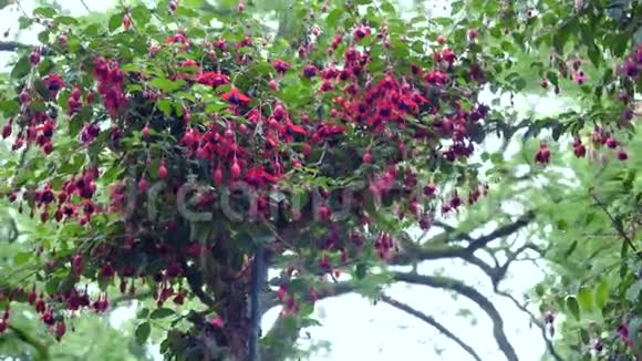 紫红色的花朵在树上的摄像机移动使得可以看到花朵的所有侧面视频的预览图