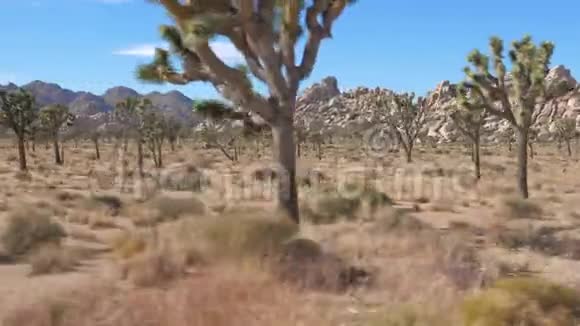 美国莫哈韦沙漠中的乔舒亚树国家公园视频的预览图