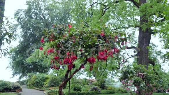 紫红色的花朵在树上的摄像机移动使得可以看到花朵的所有侧面视频的预览图