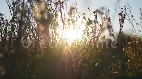 温暖的夏日阳光透过野草的田野照耀在夕阳的余晖下把草地上的花收起来五彩缤纷的大自然视频的预览图