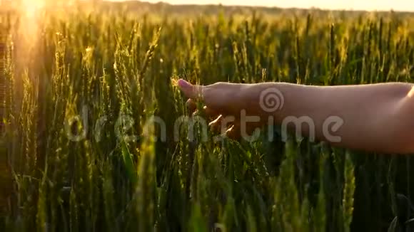 女孩抚摸着绿色的小麦视频的预览图