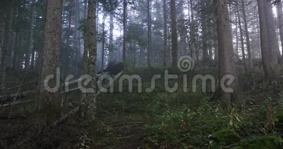 有雾的神秘森林视频的预览图