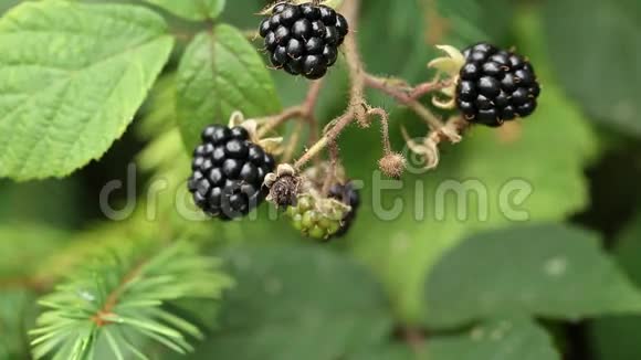 森林里成熟的黑莓视频的预览图