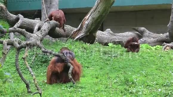 婆罗洲猩猩家族视频的预览图