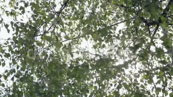 牵引聚焦自然背景模糊的叶子视频的预览图