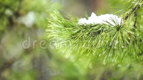 雪花飘落在松树上融化视频的预览图
