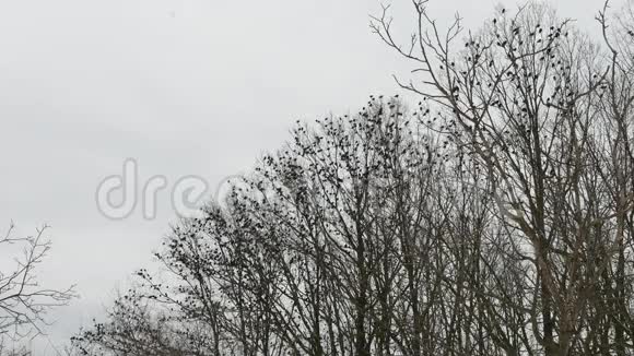 许多鸟在冬天的森林里飞翔树林和树木的轮廓与灰色的天空视频的预览图