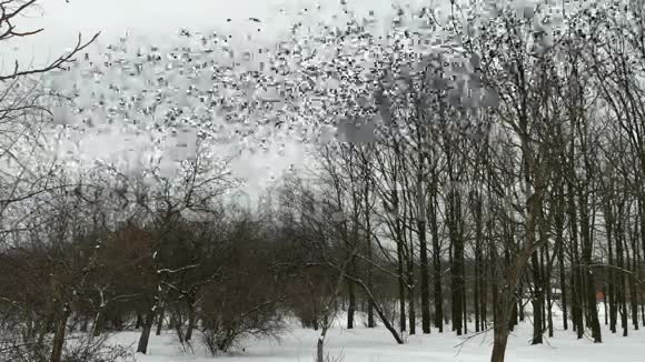 许多鸟在冬天的森林里飞翔树林和树木的轮廓与灰色的天空视频的预览图