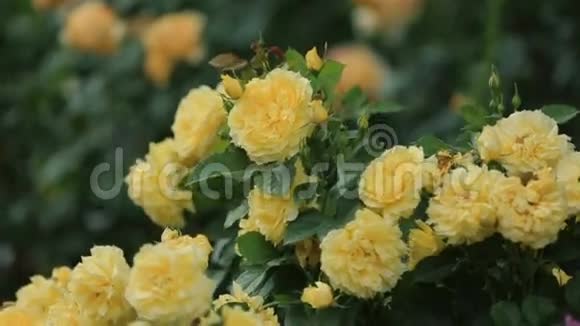 花园里一丛浓密的黄玫瑰视频的预览图