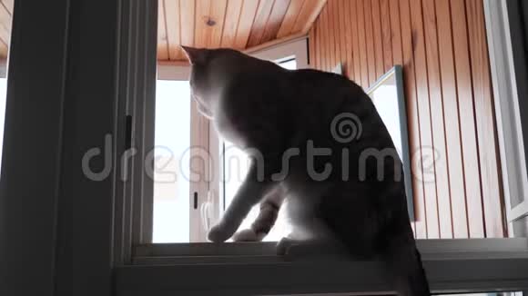 有蓝色眼睛的浅条纹猫坐在窗户上视频的预览图