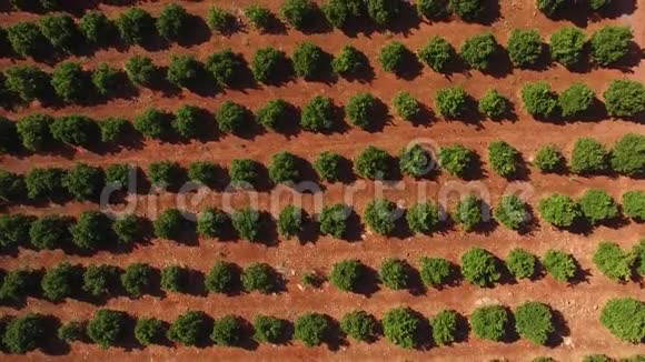 5月在葡萄牙阿尔加维种植橙树鸟瞰视频的预览图