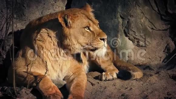 在炎热的日子里狮子在洞穴里休息视频的预览图