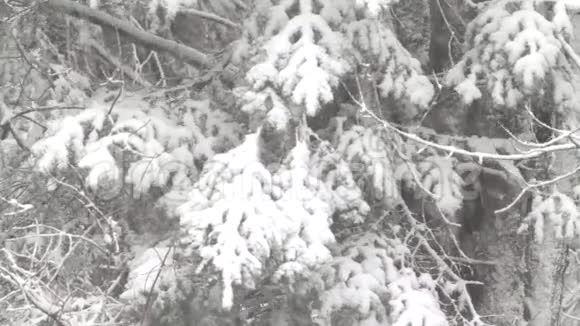 雪堆杉树树枝视频的预览图