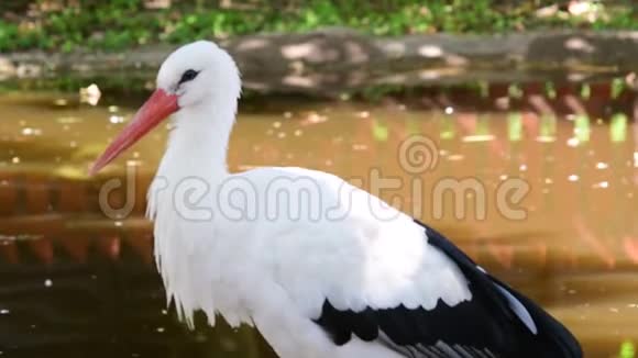 白鹳是鹳科中的一种大型鸟类食肉动物白鹳吃得很宽视频的预览图