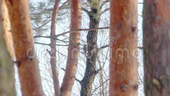 松林中的鸟伟大的斑点啄木鸟在敲树视频的预览图