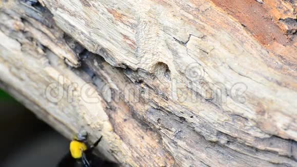 大自然中的木匠蜜蜂高清视频的预览图