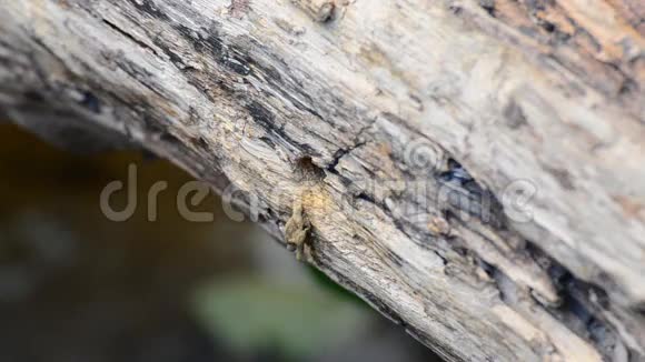 大自然中的木匠蜜蜂高清视频的预览图