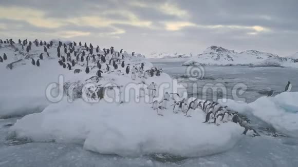 企鹅跳冰河南极水视频的预览图