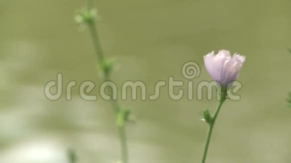 沿着河岸的紫色野花视频的预览图