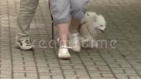 人们在鹅卵石步道石上遛小白狗视频的预览图