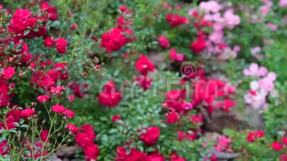 岩园蔷薇泛观带玫瑰的假山视频的预览图