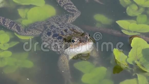 花园池塘里的青蛙视频的预览图