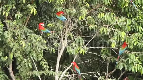 红绿色马考斯阿拉氯翅目在秘鲁马努国家公园的分支战斗鹦鹉聚集在粘土舔附近视频的预览图