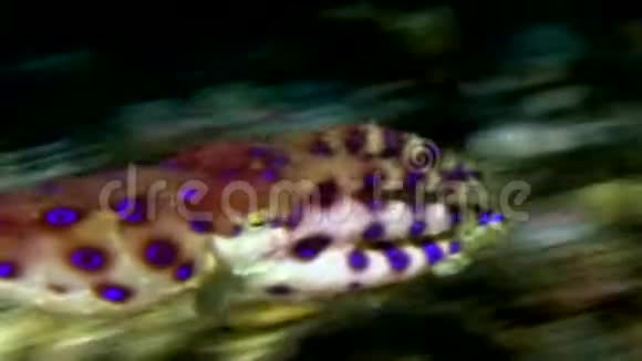 印度尼西亚伦贝海峡的蓝环章鱼视频的预览图