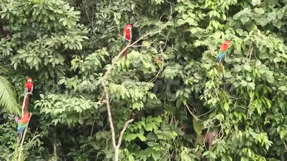 红绿色马考斯阿拉氯翅目在秘鲁马努国家公园的分支战斗鹦鹉聚集在粘土舔附近视频的预览图