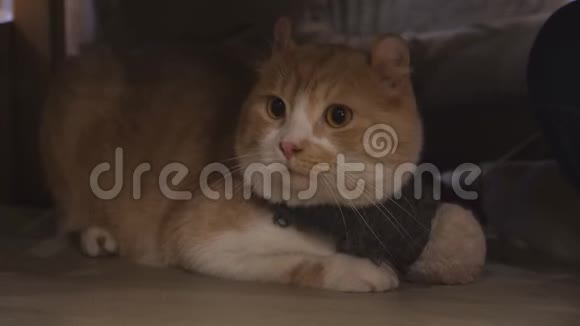 猫可爱的哺乳动物和宠物视频的预览图