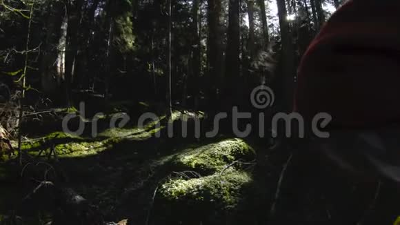 一位积极健康的时髦女摄影师手里拿着相机穿过森林低键60分视频的预览图