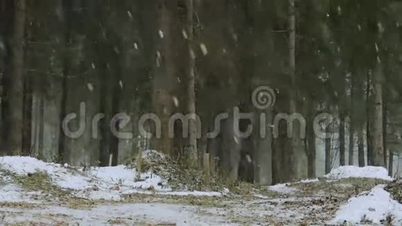松林中冬季暴风雪松枝在落雪下弯曲冬季野生动物奇妙的世界视频的预览图