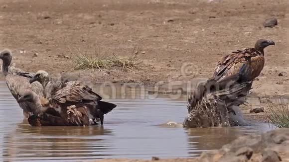 非洲白背秃鹫非洲陀螺在水中站立有巴斯肯尼亚内罗毕公园视频的预览图