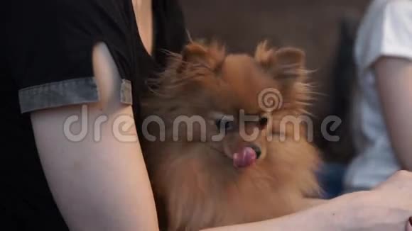小红毛狗坐在女人的膝盖上视频的预览图
