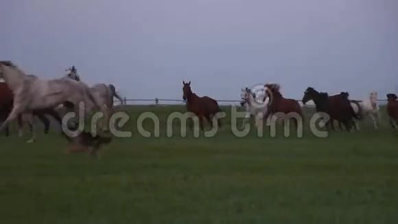 农场牧场上奔跑的马群视频的预览图