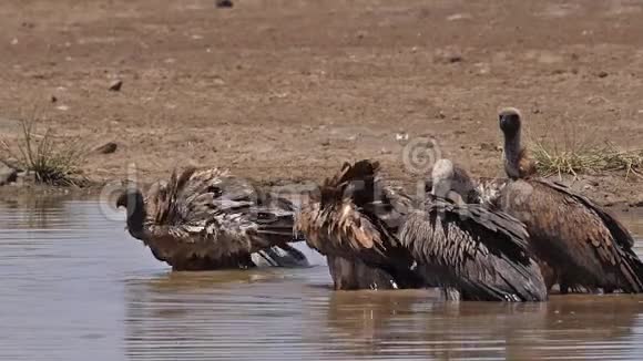 非洲白背秃鹫非洲陀螺在水中站立有巴斯肯尼亚内罗毕公园视频的预览图