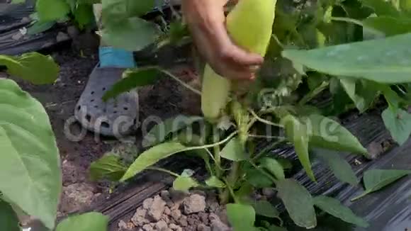 有机花园里的辣椒视频的预览图