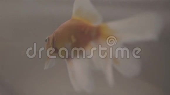 在水族馆里游泳的金鱼视频的预览图