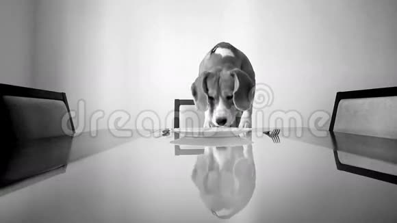 黑白镜头狗嗅着桌子上的空盘子视频的预览图