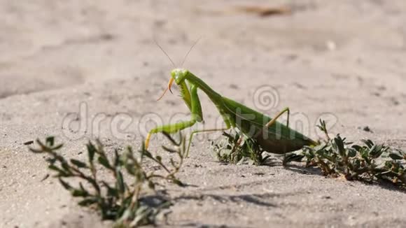昆虫绿色的螳螂坐在沙子上清理它的爪子视频的预览图