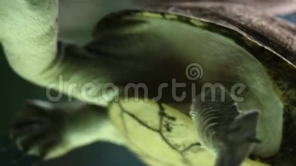 长颈龟在水族馆游泳视频的预览图