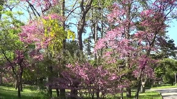 紫荆树视频的预览图